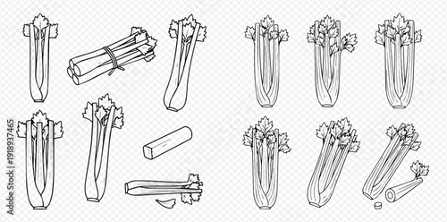 Set of hand-drawn celery stalks, whole and cut, in black and white sketch style for healthy food concepts.