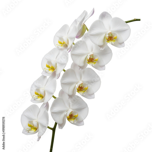 A close-up view of a beautiful white orchid flower with delicate petals and yellow centers
