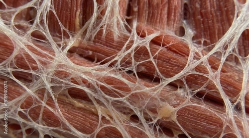 Macro close-up photography of human muscle fascia