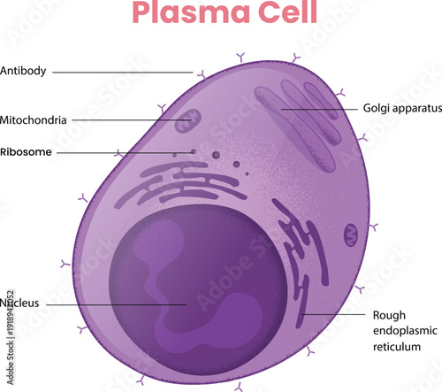 Plasma Cell Anatomy Illustration