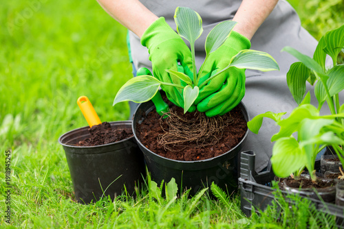 Valokuva Woman gardener in green gloves potting a garden flower plant