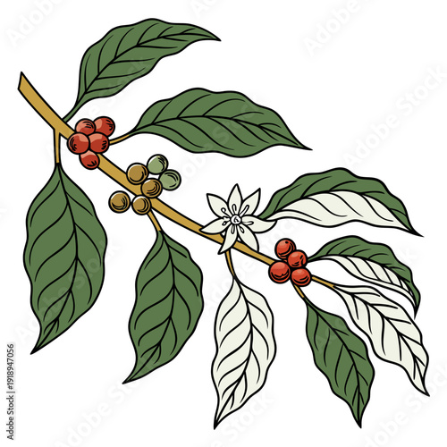 Coffee Plant Branch with Berries, Flowers, and Leaves