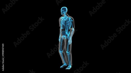 Human Skeletal System Walking Profile View Isolated