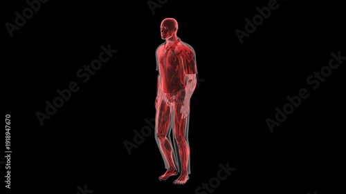 Human Muscular System Walking Profile View Isolated