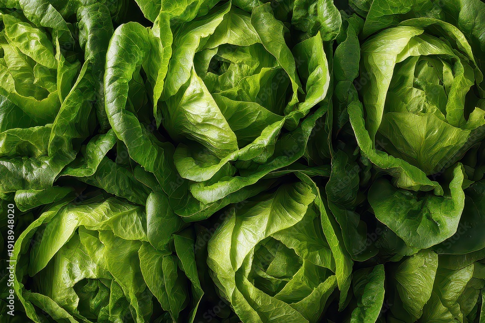 Fototapeta premium Close up View of Fresh Green Lettuce Heads with Detailed Leaf Texture and Light Moisture on Dark Surface Overhead Shot