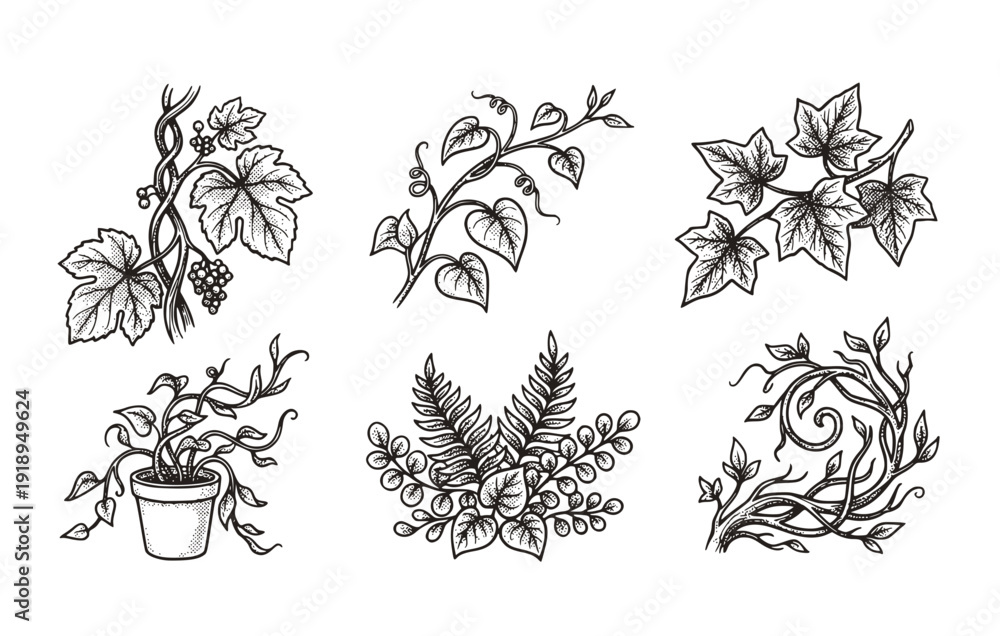 Fototapeta premium Black White Halftone Green Ivy Grape Liana Climbing Set 6 Sketch Vine Leaves Stems-Garden Decorative Flora Botanical Vector Set