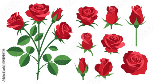 Collection of red roses in various stages of bloom.