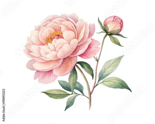 Watercolor Peony Bloom , Romantic Floral Art, vector illustration isolated on white background