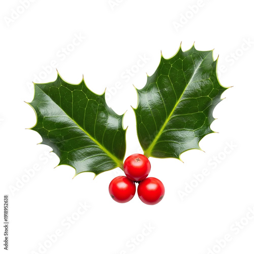 Christmas holly branch with vibrant red berries and spiky green leaves