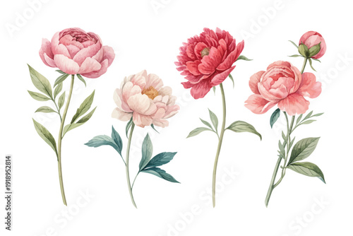 set of Watercolor Peony Bloom , Romantic Floral Art, vector illustration isolated on white background