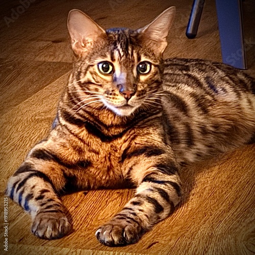 Bengalkater