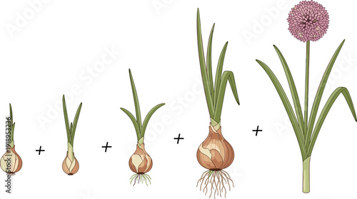 Onion plant growth stages silhouette illustration, bulb sprout to flowering, botany, biology education, plant development cycle, vector artwork