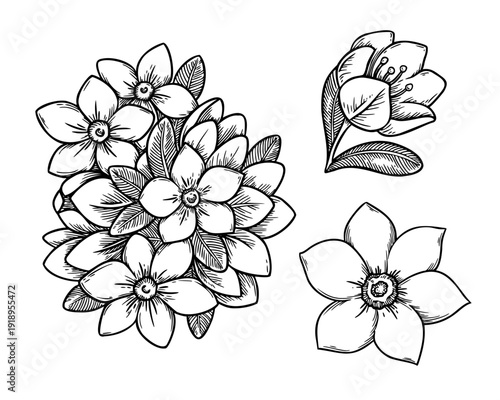 Jasmine flower set in black and white sketch style. Realistic hand drawn vector illustration with outline texture. Perfect for graphic card design. Ideal for festive decor and botanical artwork.