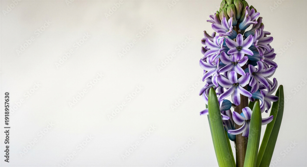 Fototapeta premium Purple hyacinth flower blooming in a minimal indoor setting with a place for the text
