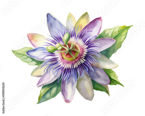 Watercolor Passion Flower Botanical Clipart, Exotic Floral Art, vector illustration isolated on white background