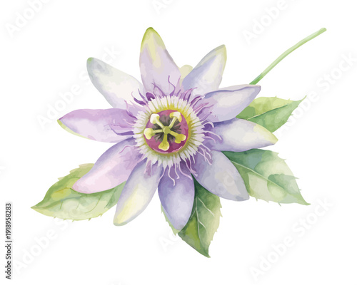 Watercolor Passion Flower Botanical Clipart, Exotic Floral Art, isolated on white background