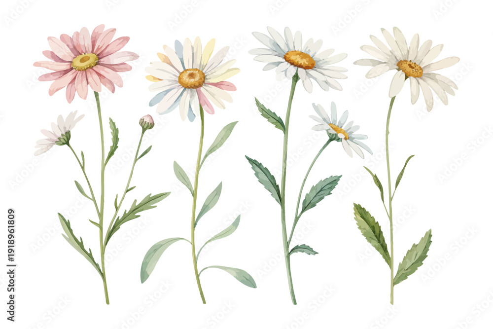 Ταπετσαρία set of Watercolor Oxeye Daisy Flower Clipart, Simple Wildflower Art, vector illu