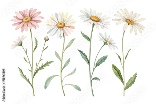 set of Watercolor Oxeye Daisy Flower Clipart, Simple Wildflower Art, vector illustration isolated on white background