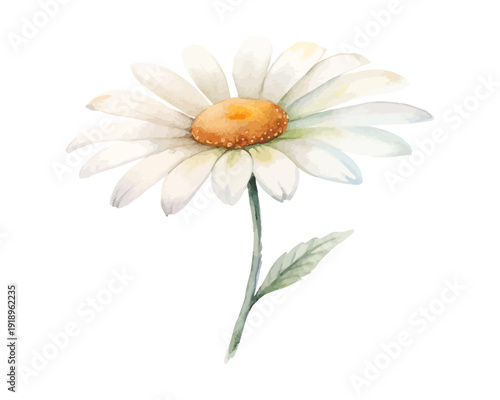 Watercolor Oxeye Daisy Flower Clipart, Simple Wildflower Art, vector illustration isolated on white background