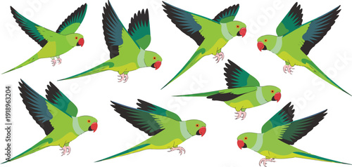 Indian Ringneck Parrot Vector Set  Eight Green Birds in Flight and Perched