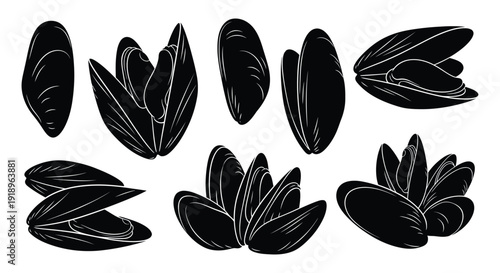 Mussel illustrations in various orientations and arrangements digitally.