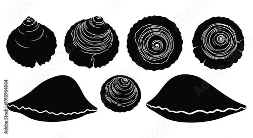 Seashells with white swirls isolated on a white background
