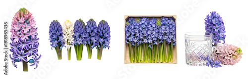 Variety of fresh hyacinth flowers in different colors and arrangements on transparent background