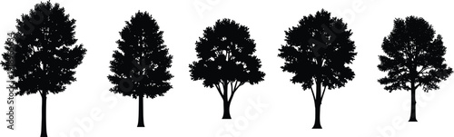 Collection of five detailed deciduous tree silhouettes, cad drawing flat vector illustration featuring different species for landscape architecture and nature designs.