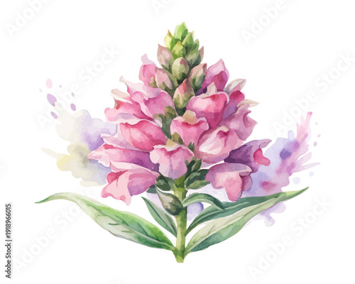 Watercolor Obedient Plant Flower Illustration, Pink Botanical Clipart, isolated on white background