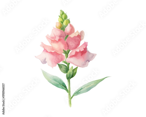 Watercolor Obedient Plant Flower Illustration, Pink Botanical Clipart, vector isolated on white background