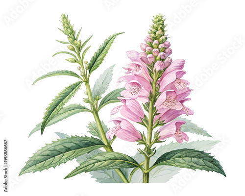 Pink Obedient Plant Watercolor Bloom, Cottage Garden Floral Illustration Isolated on White