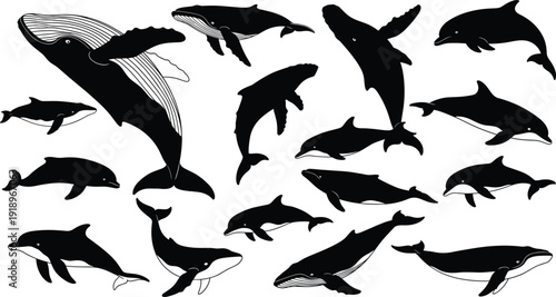 Marine mammal silhouettes collection with whales and dolphins isolated on white background ocean wildlife vector illustration set