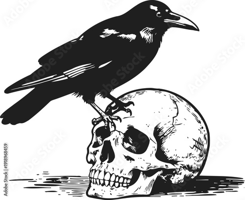 black raven perched on human skull gothic, dark spooky tattoo illustration