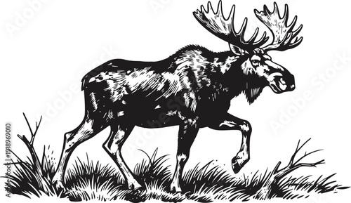 Majestic moose walking through grass wild animal with large antlers in natural habitat illustration