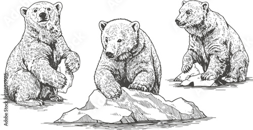 sketches of three polar bear cubs sitting and playing on ice floes in detailed hand drawn