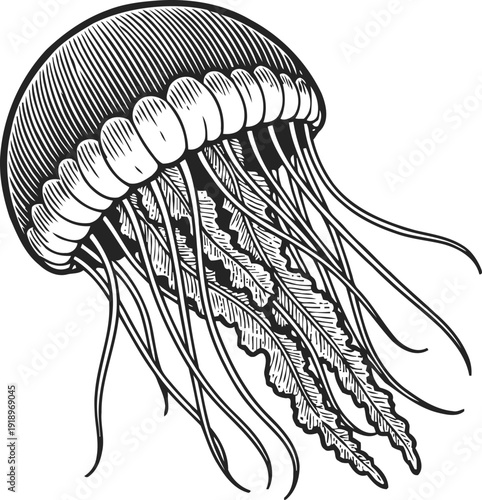 Jellyfish illustration with long tentacles and bell shape, detailed sea creature ink drawing