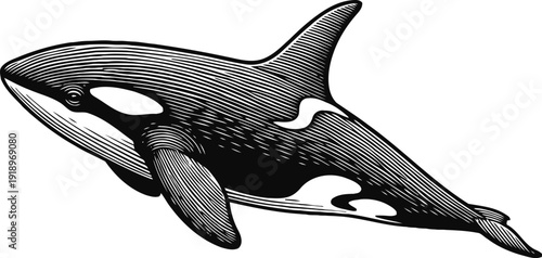Orca whale swimming isolated black and white sea mammal illustration with distinct markings and streamlined body silhouette