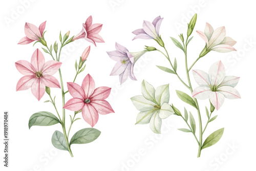 Watercolor Flowering Tobacco Blossom, Romantic Floral Vector Isolated on White