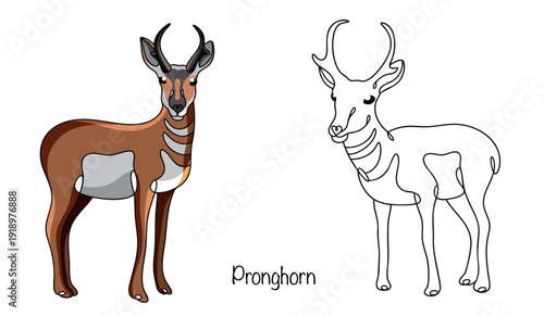 Pronghorn