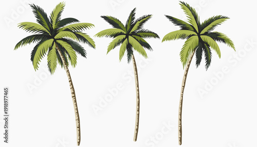 palm tree silhouette