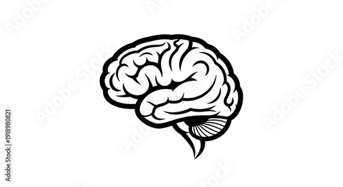 A clear and simple illustration of the human brain, highlighting its complex structure and neural networks