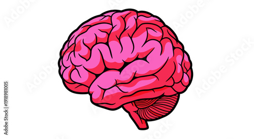 A Vivid Pink Illustration of the Human Brain, Showcasing Its Complex Structure and Neural Networks for Medical and Educational Purposes