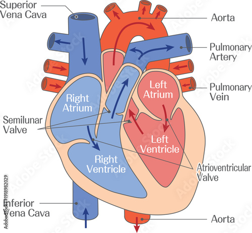 Human Heart Anatomy Diagram with Labeled Chambers and Major Blood Vessels