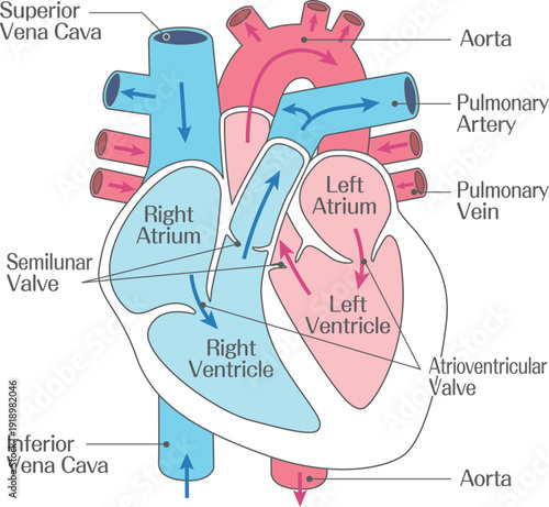 Human Heart Anatomy Diagram with Labeled Chambers and Major Blood Vessels