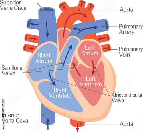 Human Heart Anatomy Diagram with Labeled Chambers and Major Blood Vessels