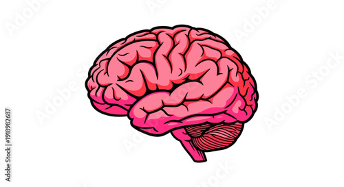 A detailed illustration of a human brain, showcasing its intricate structure and lobes, isolated on a white background