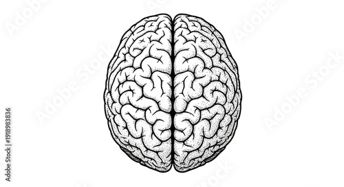 Top-down view of a human brain, showcasing intricate details and complex neural network pathways