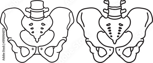 Black and white line art illustration of two human pelvic bones, offering anatomical views for medical study and healthcare education.