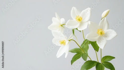 Columbine Flower with Graceful Spurred Petals on a Clean Background