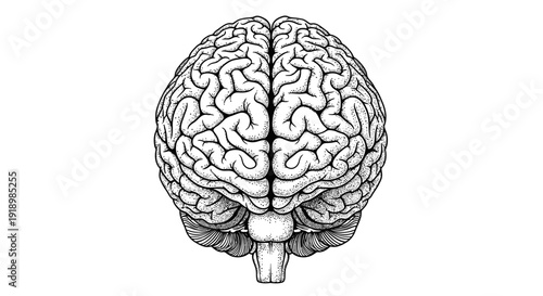 Anatomical illustration of the human brain, showcasing its intricate structure and neural pathways on a white background